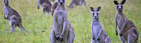 are kangaroos similar to deer